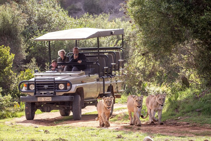 Wildlife Safari in the Garden Route - 4 Days - Photo 1 of 11